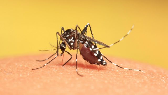 Zamboanga-City-Sees-7percent-Drop-in-Dengue-Cases-Amid-Ongoing-Health-Concerns
